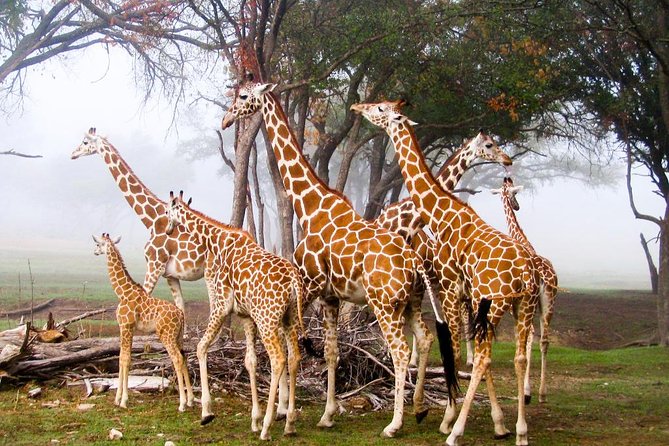 Giraffe Center and David Sheldrick Elephant Orphanage Tour - Who this tour suits best, and who should think twice