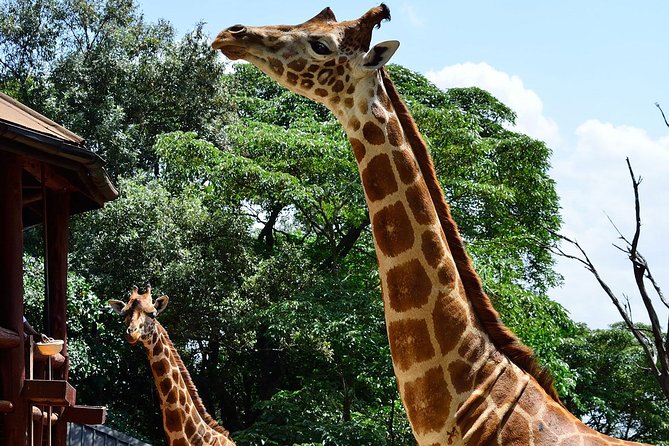 Giraffe Center and David Sheldrick Elephant Orphanage Tour - What to bring for comfort and better photos