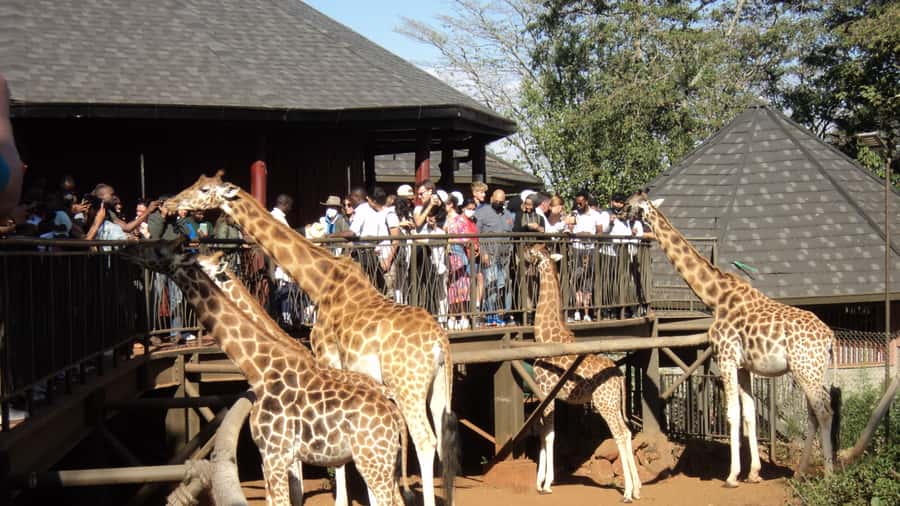 Giraffe Center and Karen Blixen Museum Tour from Nairobi - Giraffe Center: Semi-Wild Rothschild Giraffes and Hand Feeding