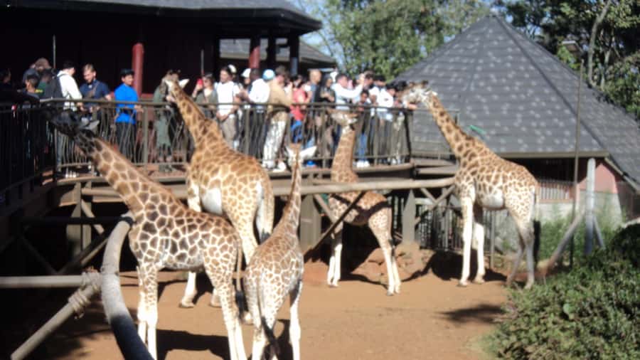 Giraffe Center and Karen Blixen Museum Tour from Nairobi - Nairobi Van Pickup, Timing, and How to Stay Comfortable