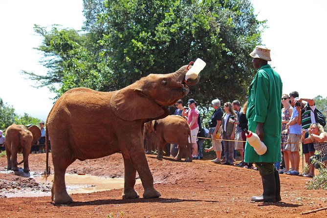 Giraffe center, Elephant Orphanage and Beads Center - Key things to know before you go