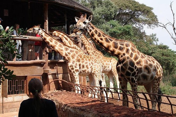 Giraffe center, Elephant Orphanage and Beads Center - Price and value: what $115 buys you