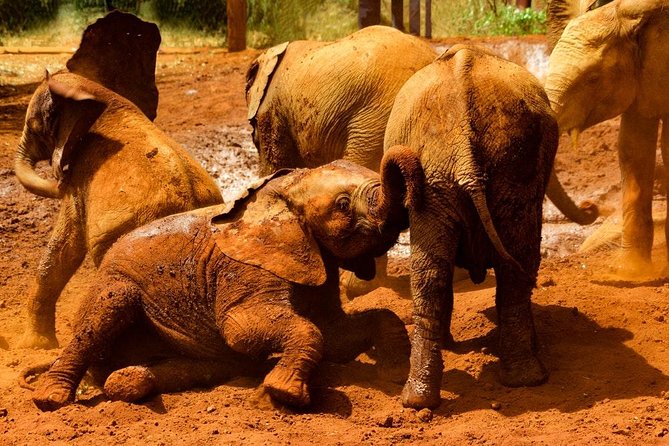 Giraffe center, Elephant Orphanage and Beads Center - Stop 2 at Sheldrick Wildlife Trust: elephant orphanage in the 11:00 to 12:00 window