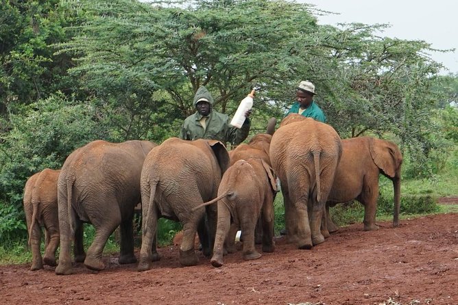 Giraffe center, Elephant Orphanage and Beads Center - Transport and guide: why the small-group setup helps