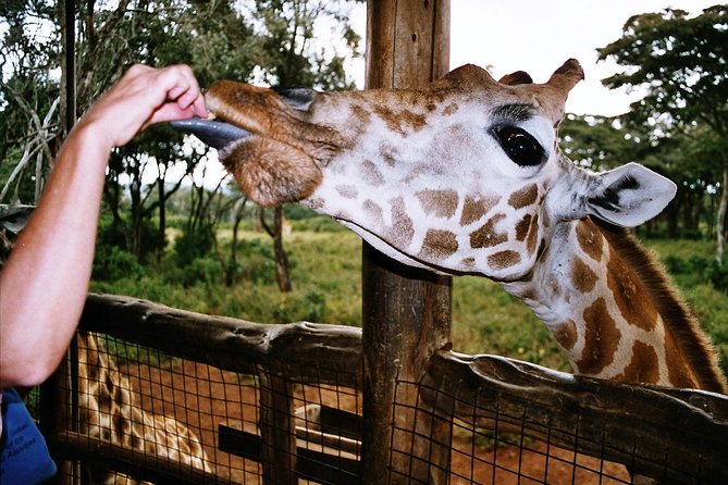 Giraffe center, Elephant Orphanage and Beads Center - What to bring so the day feels easy