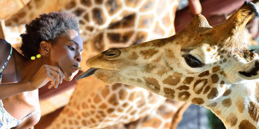 Giraffe Center, Elephant Orphanage and Bomas of Kenya Tour - Giraffe Centre: Rothschild giraffes up close, without the chaos