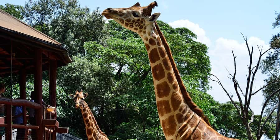Giraffe Center, Elephant Orphanage and Bomas of Kenya Tour - Sheldrick Wildlife Trust: the baby elephant stop that needs perfect timing