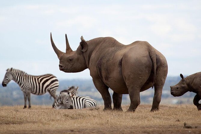 Giraffe Center, Elephant Orphanage and Nairobi National Park Day Tour Nairobi - A Full-Day Wildlife Plan in Nairobi, Starting From Early Morning