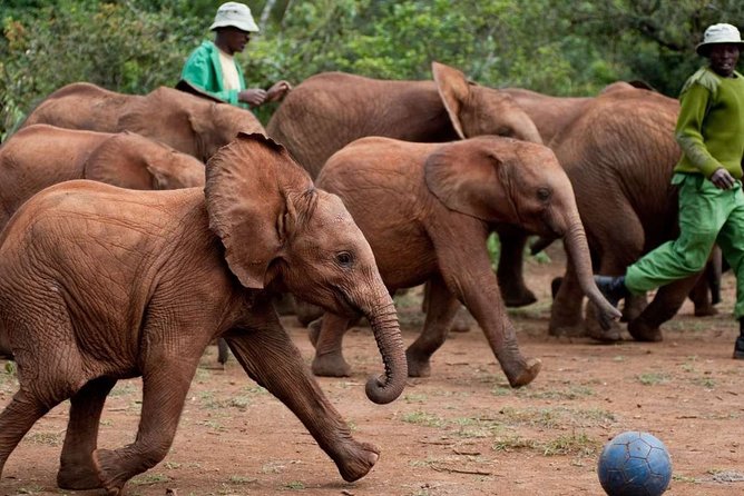 Giraffe Center, Elephant Orphanage and Nairobi National Park Day Tour Nairobi - David Sheldrick Wildlife Trust: How Elephant Orphans Get Their Second Chances