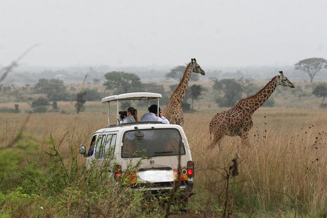 Giraffe Center, Elephant Orphanage and Nairobi National Park Day Tour Nairobi - Nairobi National Park Game Drive: Your Best Shot at Rhino, Lion, and More
