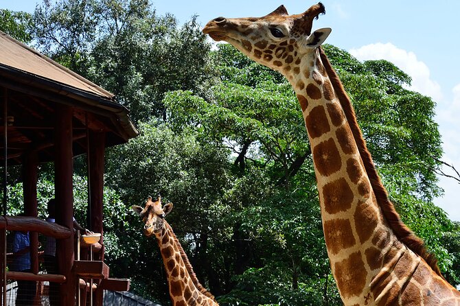 Giraffe Center, Elephant Orphanage and Nairobi National Park Day Tour Nairobi - Price and Value: What You’re Actually Paying For
