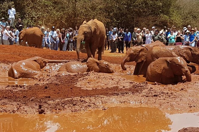 Giraffe Center, Elephant Orphanage, Beads Center & Bomas of Kenya Tour Nairobi - Door-to-door pickup at 8:00, plus time-saving small-group logistics