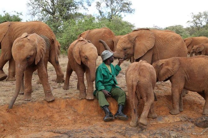 Giraffe Center, Elephant Orphanage, Beads Center & Bomas of Kenya Tour Nairobi - David Sheldrick Wildlife Trust: the 11:00 to 12:00 elephant orphanage window