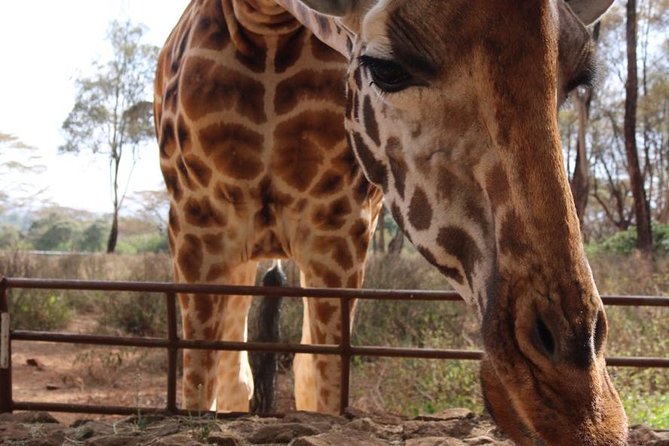 Giraffe Center, Elephant Orphanage, Beads Center & Bomas of Kenya Tour Nairobi - Bomas of Kenya: afternoon dances, costumes, and stage energy from 2:30 to 4:00