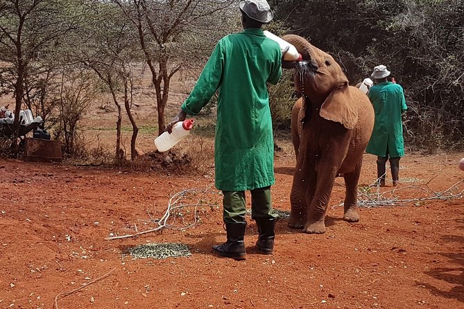 Giraffe Center, Elephant Orphanage, Beads Center & Bomas of Kenya Tour Nairobi - Giraffe Centre: Rothschild giraffes and that raised feeding view