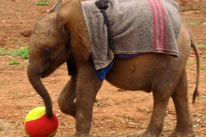 Giraffe Center & Elephant Orphanage Guided Day Tour - The elephant orphanage visit from 11am to 12pm: milk bottles, ropes, and real rescue stories