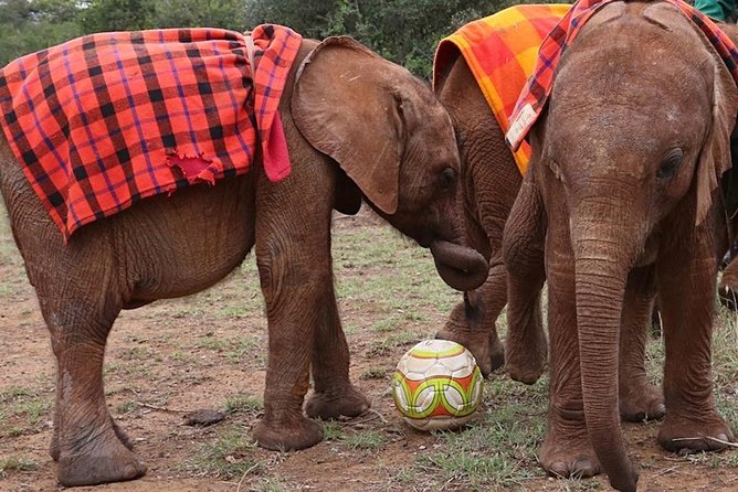 Giraffe Center & Elephant Orphanage Guided Day Tour - Adoption option: how to support beyond the visit