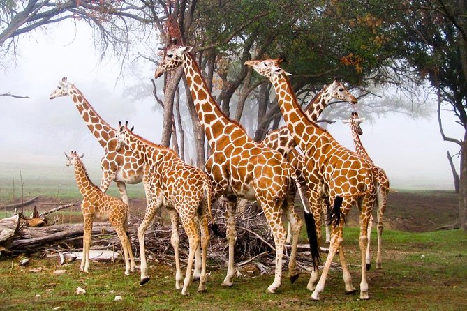 Giraffe Center & Elephant Orphanage Guided Day Tour - Getting from place to place: private vehicle, small group size, and your pacing