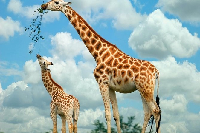 Giraffe Center & Elephant Orphanage Guided Day Tour - Price and value: what $90 per person buys, and what costs extra