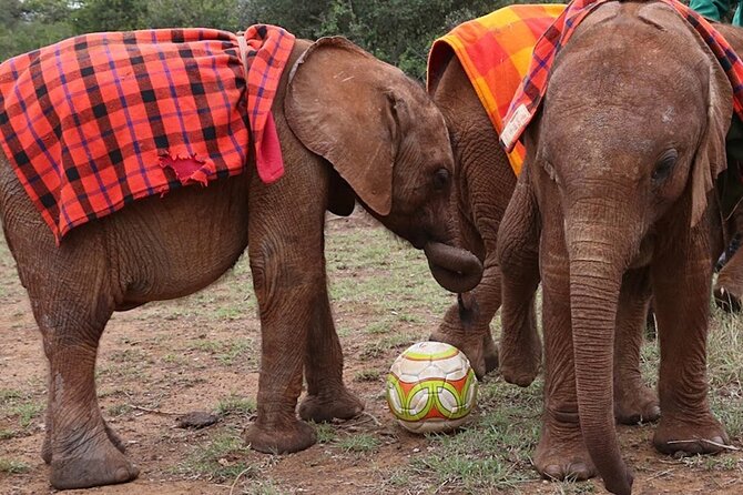 Giraffe Center & Elephant Orphanage Guided Day Tour - Practical tips so your photos and your comfort both work