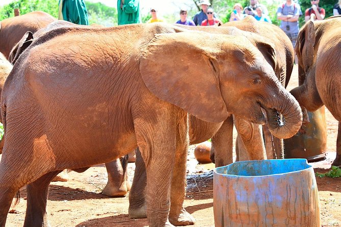 Giraffe Center & Elephant Orphanage Guided Day Tour - Giraffe Center: eye-level feeding and Daisy Rothschild’s conservation link