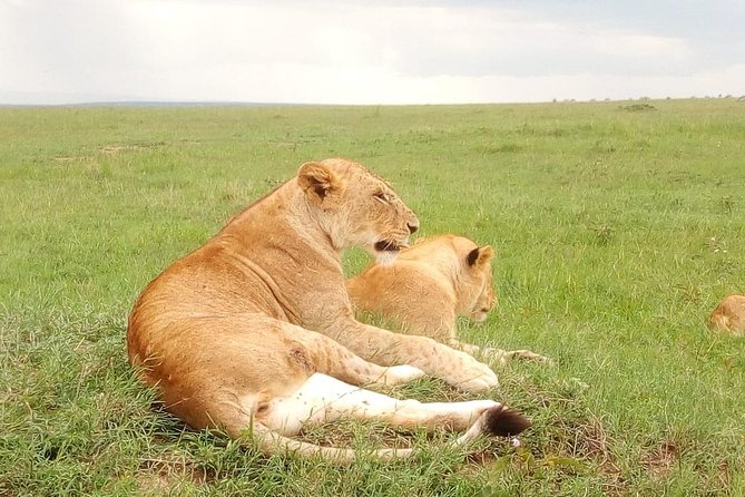 Giraffe center, stedmark animals haven & Nairobi Park Tour - Giraffe Centre: up-close Rothschild giraffes and practical conservation lessons
