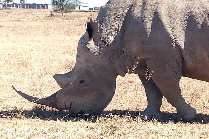 Giraffe center, stedmark animals haven & Nairobi Park Tour - Price and value: what $45 gets you, and what you should budget