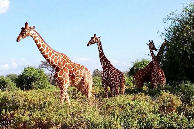 Giraffe center, stedmark animals haven & Nairobi Park Tour - How to get the best day out of this tour