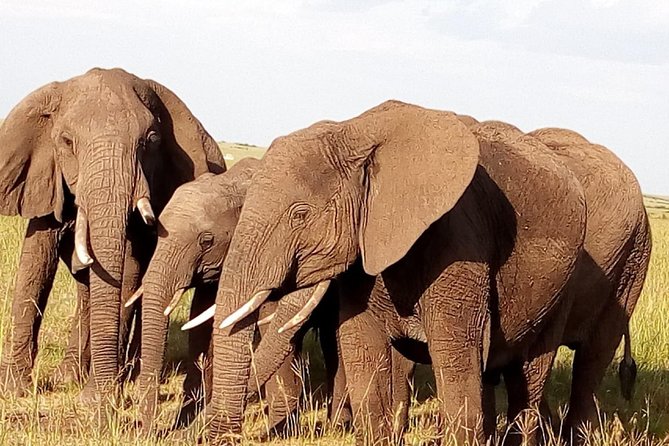 Giraffe center, stedmark animals haven & Nairobi Park Tour - Should you book the Giraffe Centre, Stedmak Gardens, and Nairobi National Park combo?