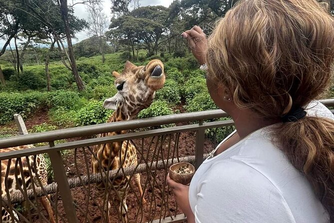Giraffe Centre and Bomas of Kenya from Nairobi - Key highlights to know before you go
