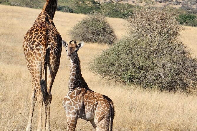 Giraffe Centre and Bomas of Kenya from Nairobi - Getting there and keeping the day on track with hotel pickup