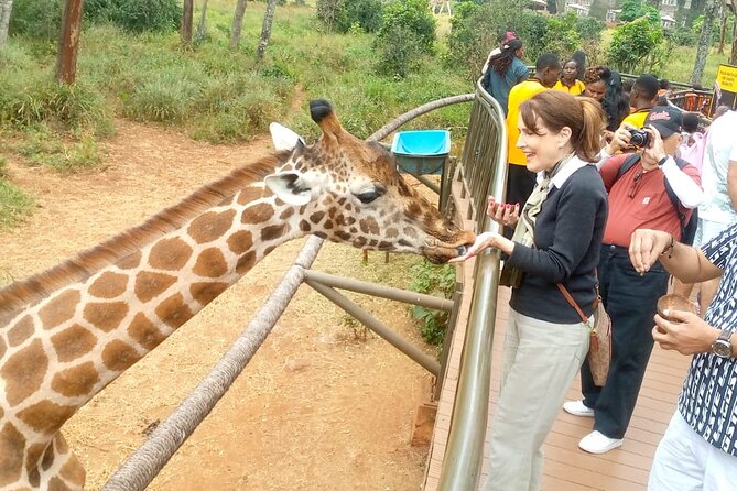 Giraffe Centre and Bomas of Kenya from Nairobi - Price and value: what $50 covers, and what to budget for