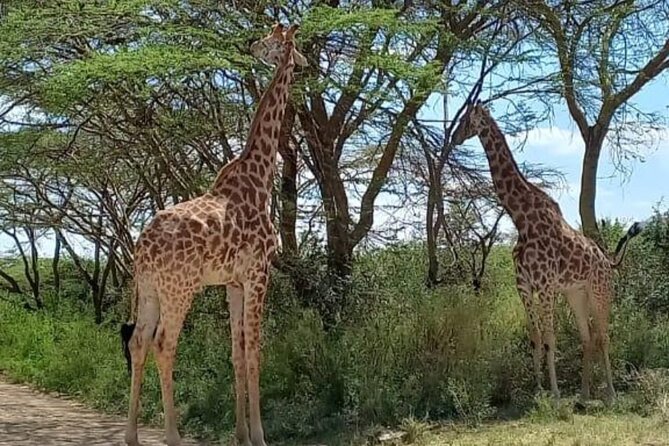 Giraffe Centre and Bomas of Kenya from Nairobi - Bomas of Kenya: culture across tribes in one guided stop