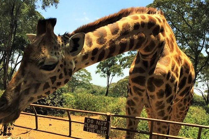 Giraffe Centre and Bomas of Kenya Full-Day Tour from Nairobi - Why this Nairobi combo tour works so well