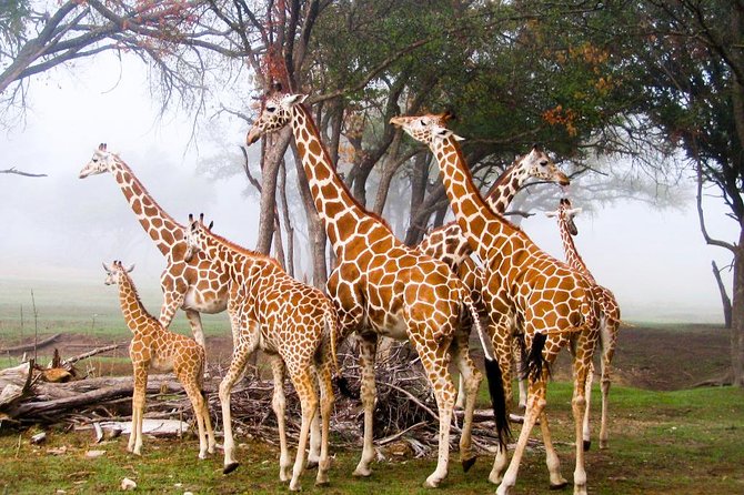 Giraffe Centre, Elephant Orphanage, National Museum & Beads Center - A Nairobi one-day mix of wildlife and crafts