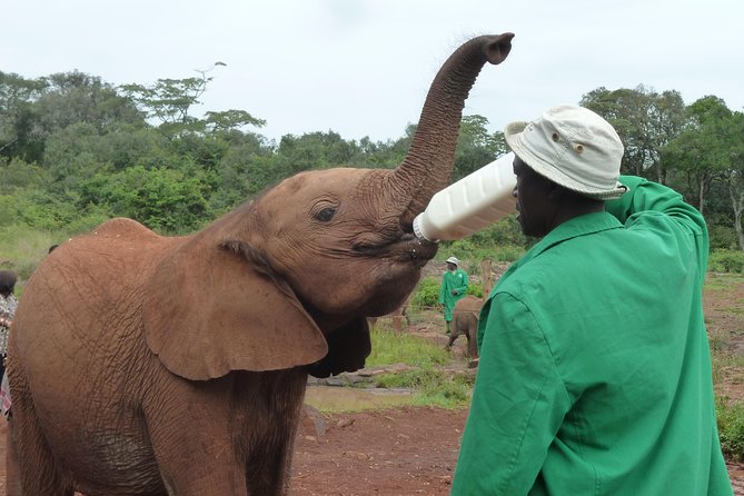 Giraffe Centre, Elephant Orphanage, National Museum & Beads Center - Stop 1 at Giraffe Centre: treetop feeding and Rothschild giraffes