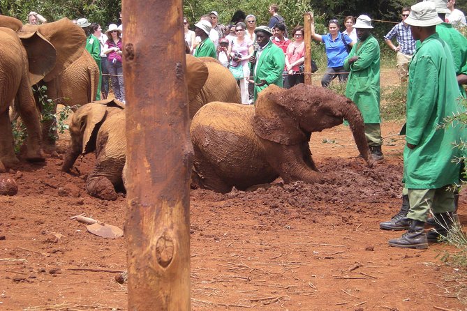 Giraffe Centre, Elephant Orphanage, National Museum & Beads Center - Stop 2 at David Sheldrick Elephant Orphanage: calves, conservation, and the park fee