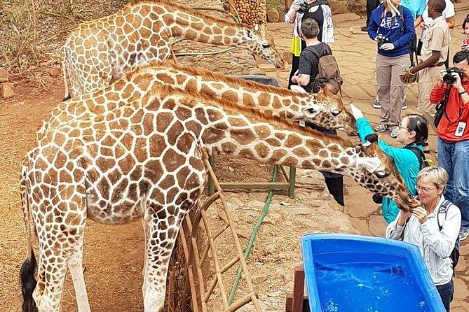 Giraffe Centre, Elephant Orphanage, National Museum & Beads Center - Price and value: what $115 really covers