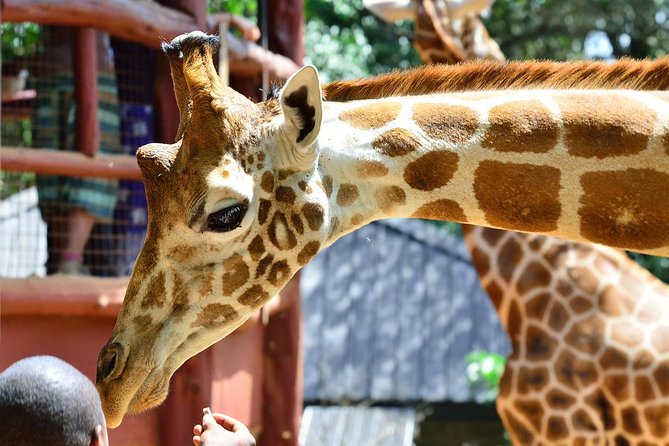 Giraffe Centre, Elephant Orphanage, National Museum & Beads Center - Who this tour fits best (and who should reconsider)