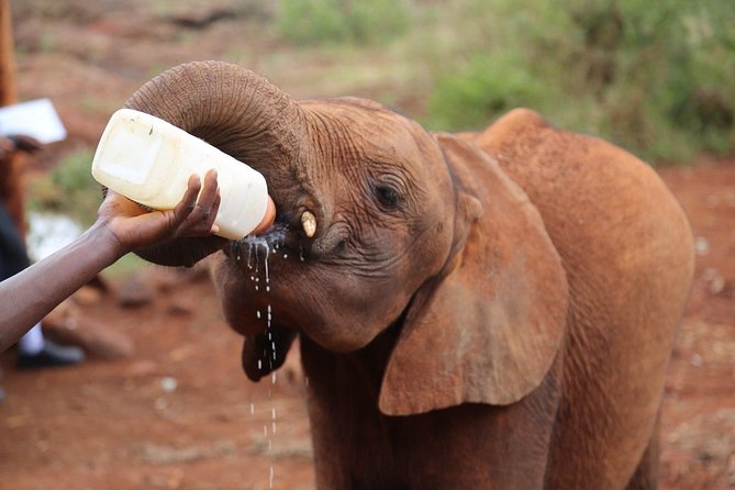 Giraffe Centre, Elephant Orphanage, National Museum & Beads Center - Getting there smoothly: pickup, timing, and group size