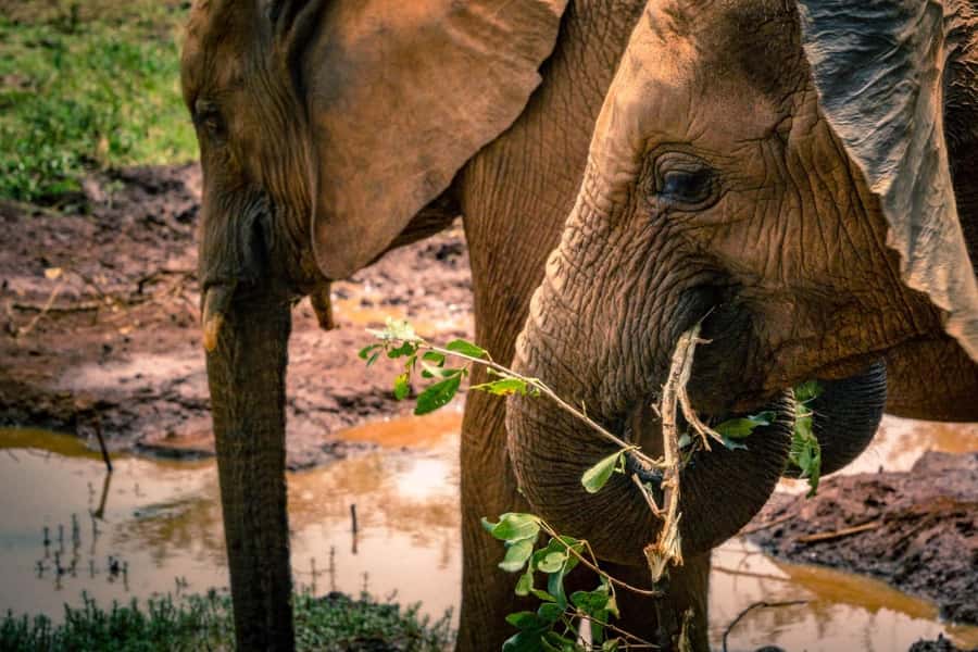 Giraffe, Elephant Orphanage - Should you book this giraffe and elephant day trip?