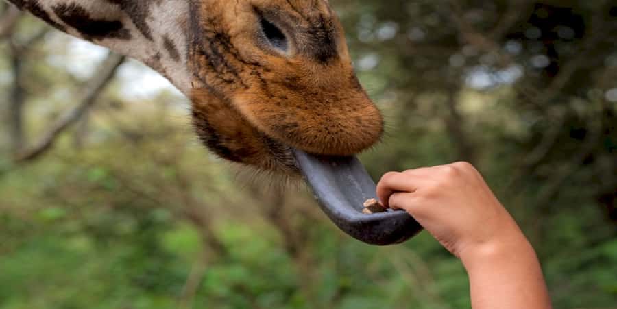 Giraffe, Elephant Orphanage - A tight 7-hour hit of giraffes, Sheldrick elephants, and Kenyan culture