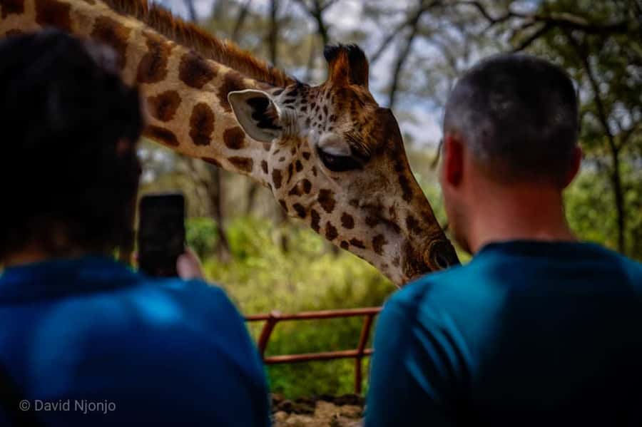 Giraffe, Elephant Orphanage - Sheldrick Wildlife Trust elephant orphanage: why the stories matter