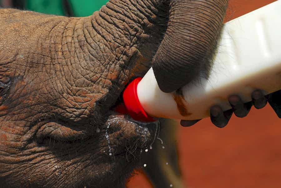 Giraffe, Elephant Orphanage - Price and logistics: what $155 includes, plus the $80 Nairobi National Park fee