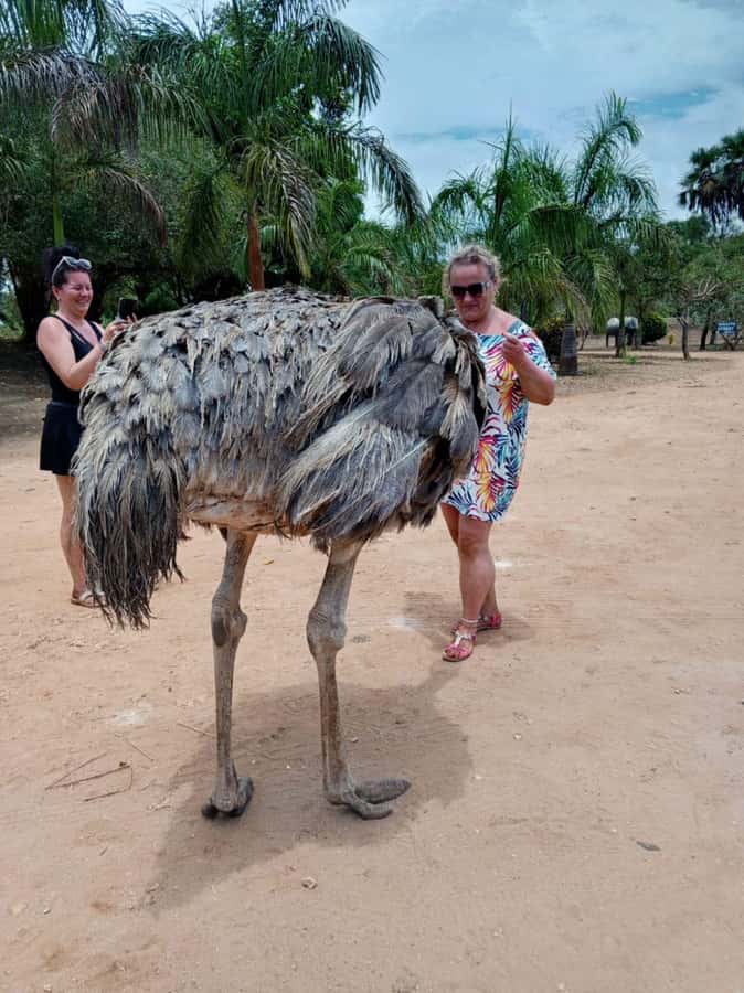 giraffe feeding - Key highlights worth circling in your Kenya itinerary