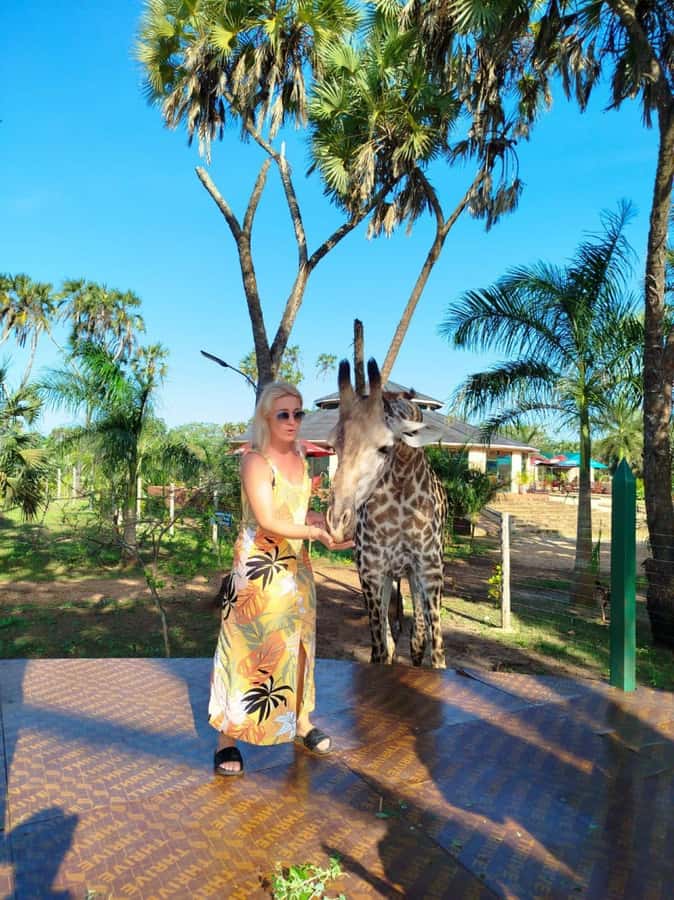 giraffe feeding - Bora Bora Wildlife Sanctuary: the setup behind the giraffe feeding