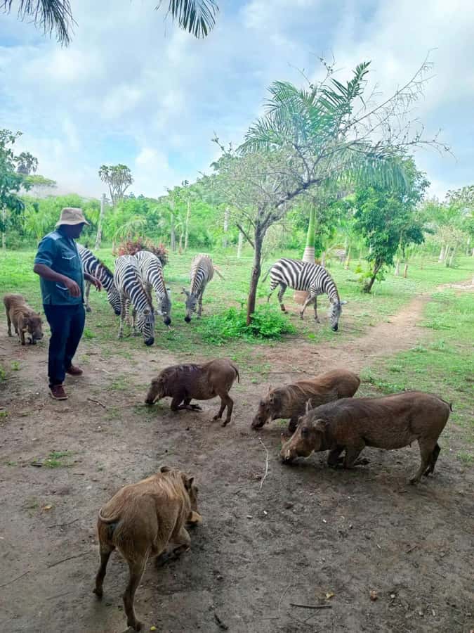giraffe feeding - Check-in and the 31-acre walk: how the tour builds context