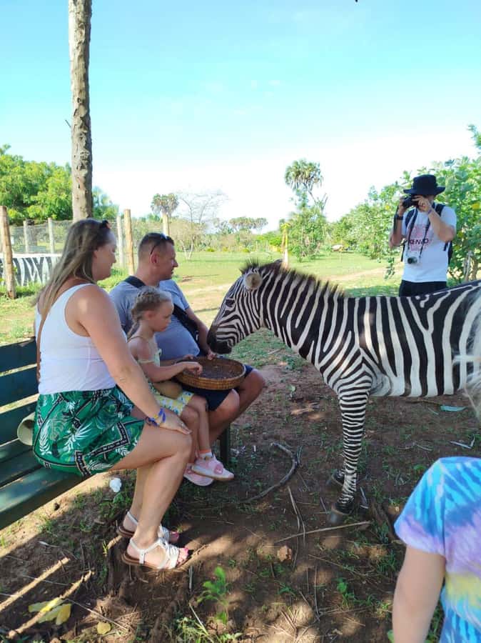 giraffe feeding - Guides, languages, and communication that actually helps