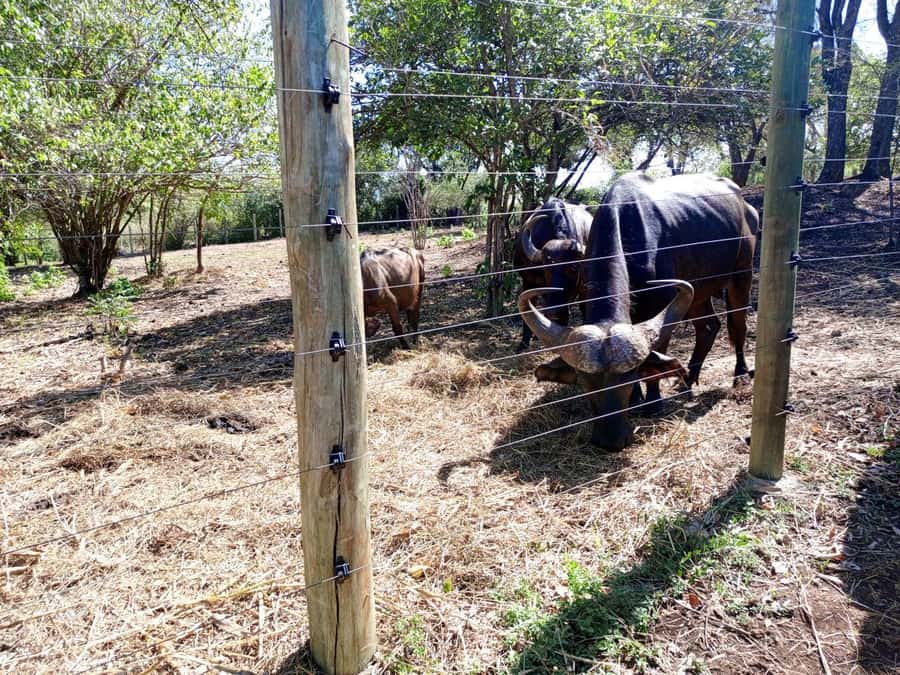 giraffe feeding - Practical tips so your giraffe feeding day stays smooth