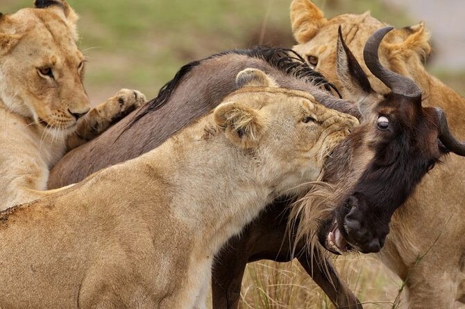 Great Wildebeest Migration Safari in Masai Mara - Key highlights to know before you go